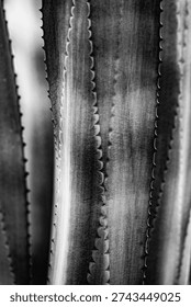Vertical black and white macro of sharp thorns on an agave leaf edge showcases detailed plant armor and organic textures for minimal modern office interior design and botanical art print.