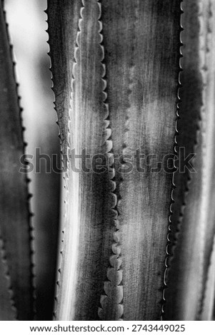 Vertical black and white macro of sharp thorns on an agave leaf edge showcases detailed plant armor and organic textures for minimal modern office interior design and botanical art print.