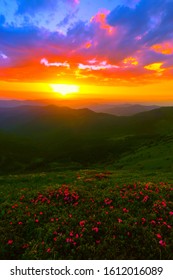 Vertical Blooming Nature Summer Image, Attractive Mountains Sunrise View On Meadow In Mountains Ped Pink Flowers On Background Green Valley, Border Ukraine And Romania, Marmarosy, Europe