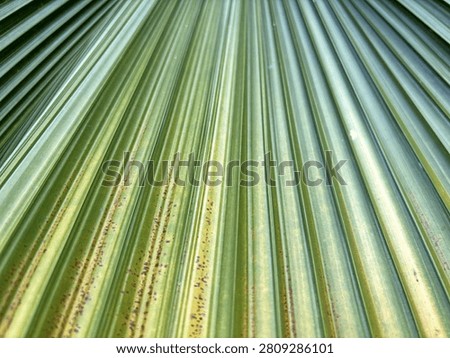 Vertical Botanical Wallpaper Layer of Textured Green Arecaceae Foliage.