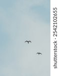 A vertical bottom view of two seagulls flying high up in blue sky with its wings wide open