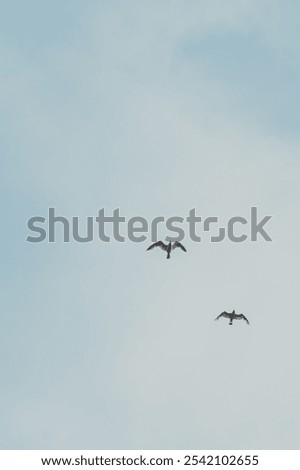 A vertical bottom view of two seagulls flying high up in blue sky with its wings wide open