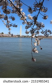 Vertical Cherry Blossom Tree Washington Monument Water DC