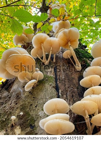 VERTICAL, CLOSE UP DOF, BOTTOM UP: White tree mushrooms grow on the side of a moss-covered tree trunk in the autumn colored woods. Detailed shot of tinder fungi growing in a vibrant forest in fall.