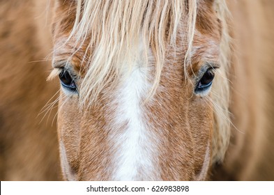vertical close up of haflinger horse eyes