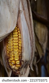 Vertical Close Up Image Of An Ear Of Dried Out Yellow Dent Field Corn Cob Peeking Out Of A Dried Out Corn Husk.  Halloween Fall Decoration With Detail And Texture.