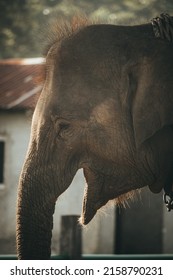 A Vertical Close Up Shot Of A Cute Elephant Face With An Open Mouth