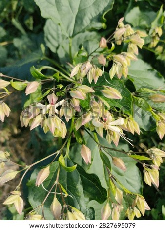 Vertical close up view of blooming bleeding glory bower flower buds with pale calyces in garden