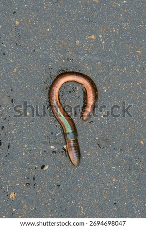 Vertical close up view of an earthworm crawling out onto the road during the rain