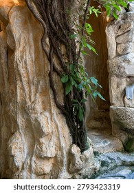 Vertical close up view of thick twisted tree roots and climbing green vines growing over a rustic light-colored stone wall structure