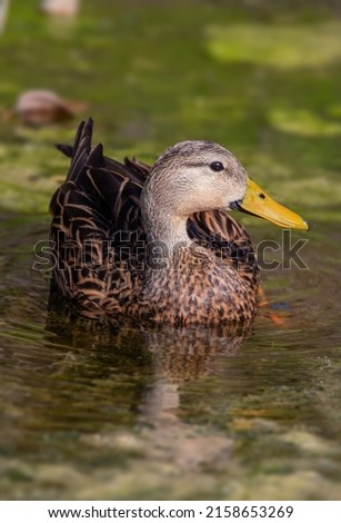 Similar – Small duckling in the grass