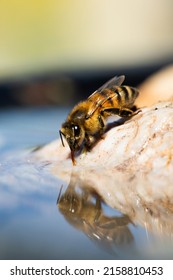 A Vertical Closeup Of An Africanized Bee Worker (Africanized Honey Bee Or The 