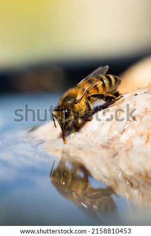 A vertical closeup of an Africanized bee worker (Africanized honey bee or the 