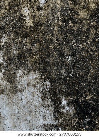 Vertical close-up of an aged painted wall with mold accumulation, surface discoloration, and weathered grunge textures.