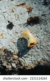 Vertical Closeup Of The Apple Core On The Ground. Selected Focus.
