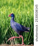 A vertical closeup of an australasian swamphen, porphyrio melanotus walking against green grasses