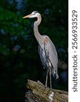 A vertical closeup of a beautiful great blue Heron standing on a tree on a blurry bokeh background