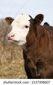 A Vertical Closeup Of The Bicolor Cow In A Field In The Appalachian Foothills 