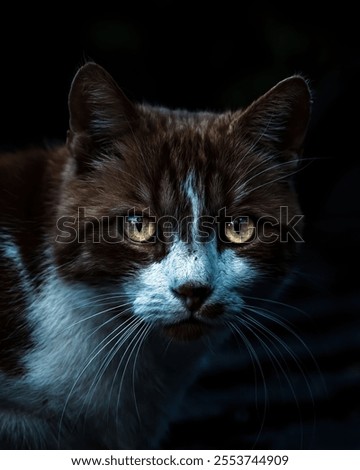 A vertical closeup of a brown stray cat, Felis catus on a dark background