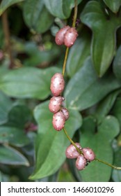 Vertical Closeup Of The Bulbils Of Variegated Cinnamon Vine (Dioscorea Batatas [batatus] 'Variegata') On The Vine