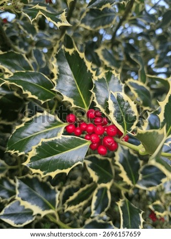 Vertical close-up of a cluster of bright red holly berries nestled among the shiny, dark green and yellow variegated holly leaves, representing a classic Christmas or winter motif in nature