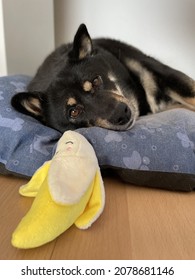 A Vertical Closeup Of A Cute Dog Laying Down On His Side With His Toy On A Pillow