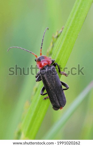 Similar – Foto Bild Kleiner grüner Käfer