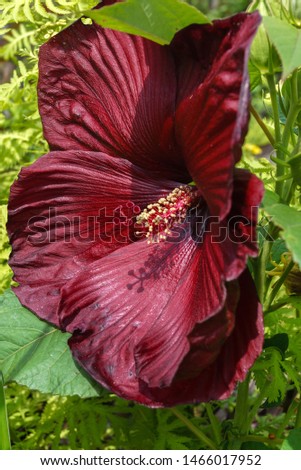 Vertical closeup of the deep red flower of 'Heartthrob' hardy hibiscus (Hibiscus 'Heartthrob')