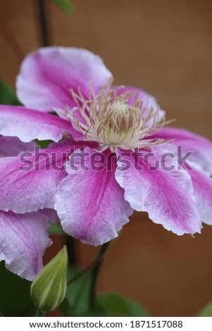 Foto Bild Strauß von rosa Clematisblüten auf weißem Hintergrund