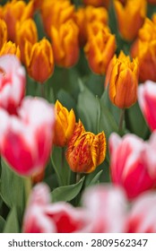 Vertical close-up of a dense spring flowerbed featuring bright orange triumph tulips 'Titan' with a black descriptive variety tag.