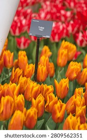 Vertical close-up of a dense spring flowerbed featuring bright orange triumph tulips 'Titan' with a black descriptive variety tag.