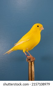 A Vertical Closeup Of The Domestic Canary On The Perch 