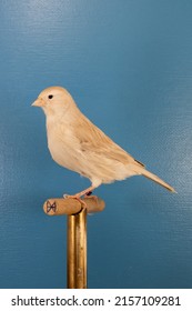 A Vertical Closeup Of The Domestic Canary On The Perch 