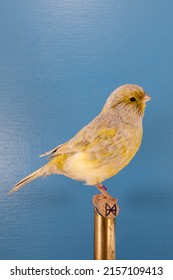 A Vertical Closeup Of The Domestic Canary On The Perch 