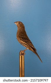 A Vertical Closeup Of The Domestic Canary On The Perch 