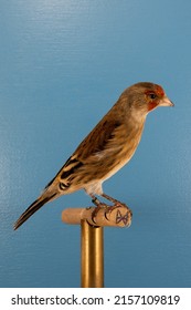 A Vertical Closeup Of The Domestic Canary On The Perch 