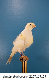 A Vertical Closeup Of The Domestic Canary On The Perch 