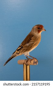 A Vertical Closeup Of The Domestic Canary On The Perch 