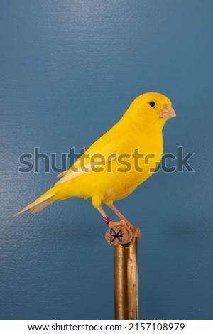 A vertical closeup of the domestic canary on the perch 