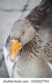 A Vertical Closeup Of A Domestic Goose Looking Straight Forward