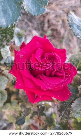 Vertical close-up of a double-core red rose blooming among green leaves in a sunny garden