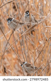 Vertical closeup of Eurasian tree sparrows perched on dry reed stalks in a field in Korea with blurred background.