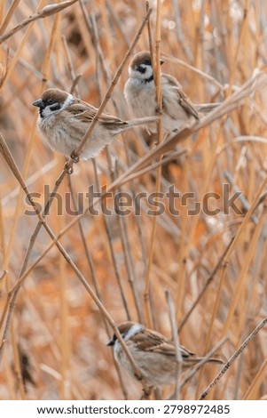 Vertical closeup of Eurasian tree sparrows perched on dry reed stalks in a field in Korea with blurred background.