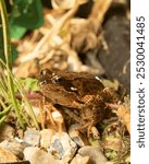 A vertical closeup of a European common frog (Rana temporania) sitting on rocks