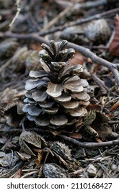 Vertical Closeup Of A Fallen Pine Cone Of A Scotch Pine, Pinus Sylvestris, On The Ground Between Leaf Litter In The Forest