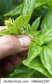 Vertical closeup of fingers pinching off the flowering shoot tip of sweet basil (Ocimum basilicum) to promote leaf production