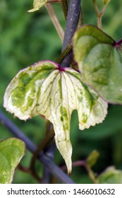 Vertical Closeup Of The Foliage Of Variegated Cinnamon Vine (Dioscorea Batatas [batatus] 'Variegata') On A Wire Trellis