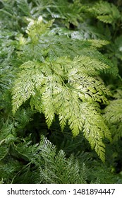 Vertical Closeup Of A Frond Of Rabbit's Foot Fern (Davallia Fejeensis 'Plumosa')