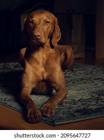 A vertical closeup of the Hungarian vizsla, pointer dog lying on the floor 