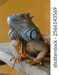 A vertical closeup of iguana in aquarium in Zoological Park Saint Martin la Plaine, France